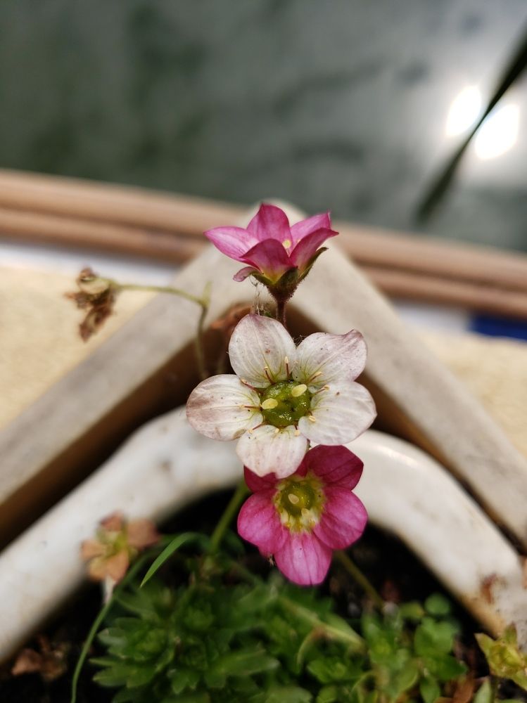 Photograph by Yuriy Tafiy