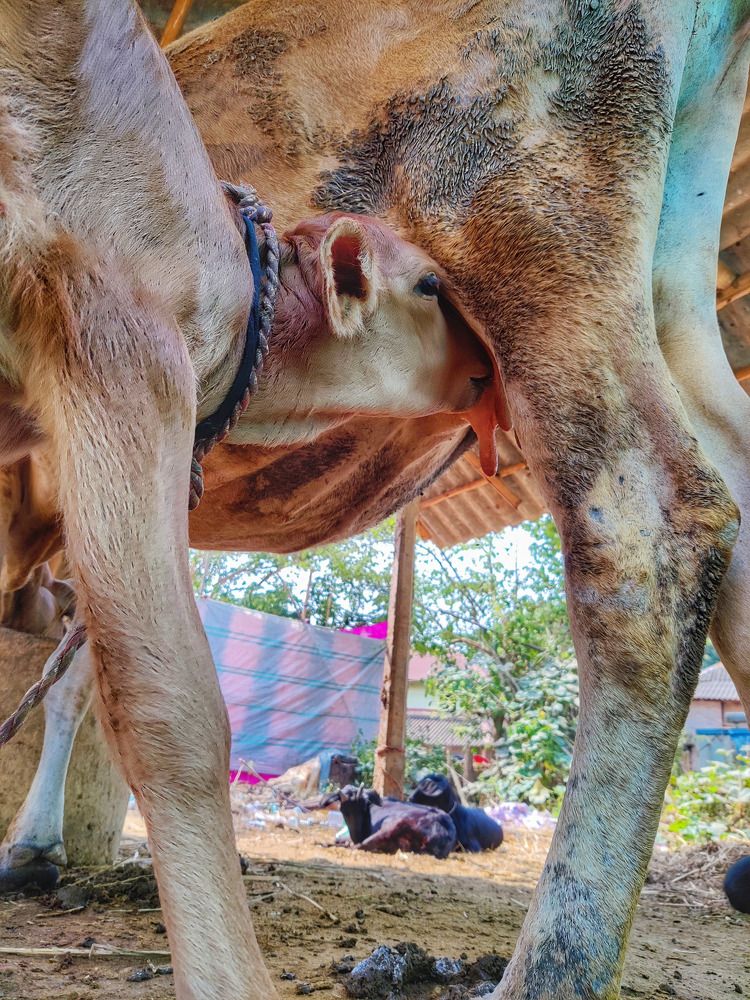 Photograph by Rohan Mahata