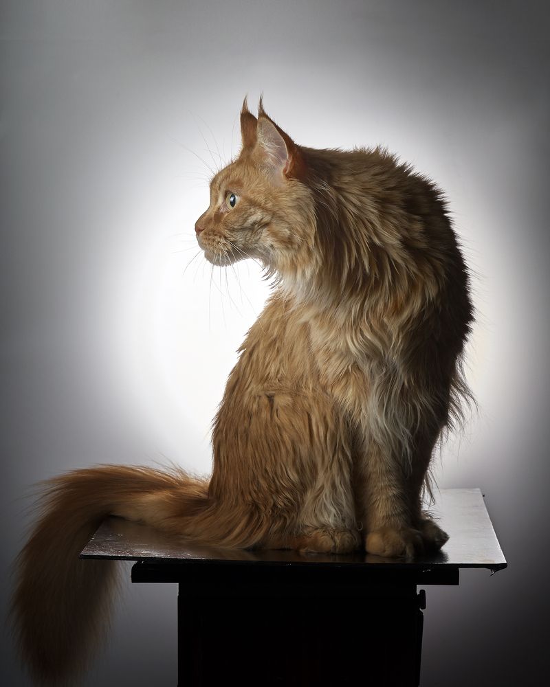 Мейн кун. Main coon.