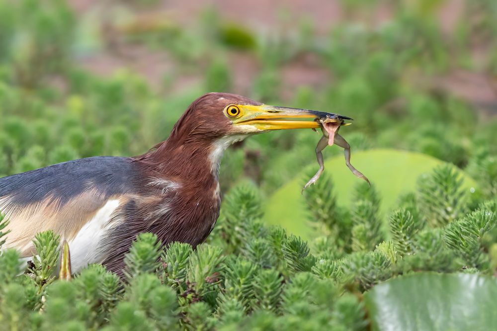 Китайская прудовая цапля