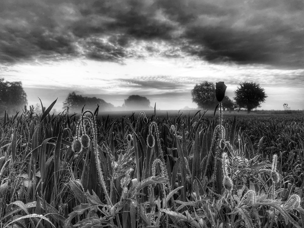 Photograph by Swetlana Lebedev