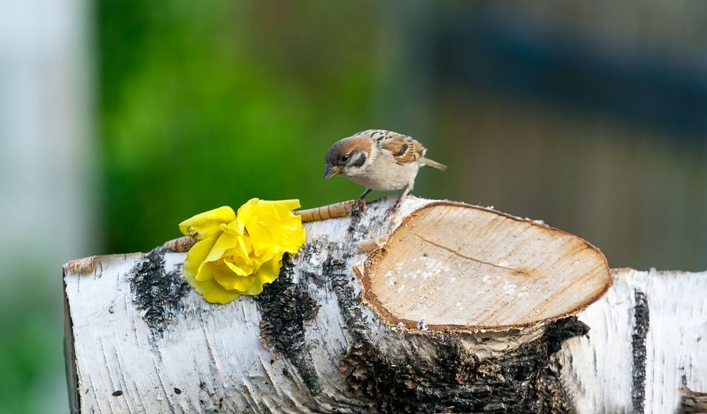 Photograph by Александр Силинский