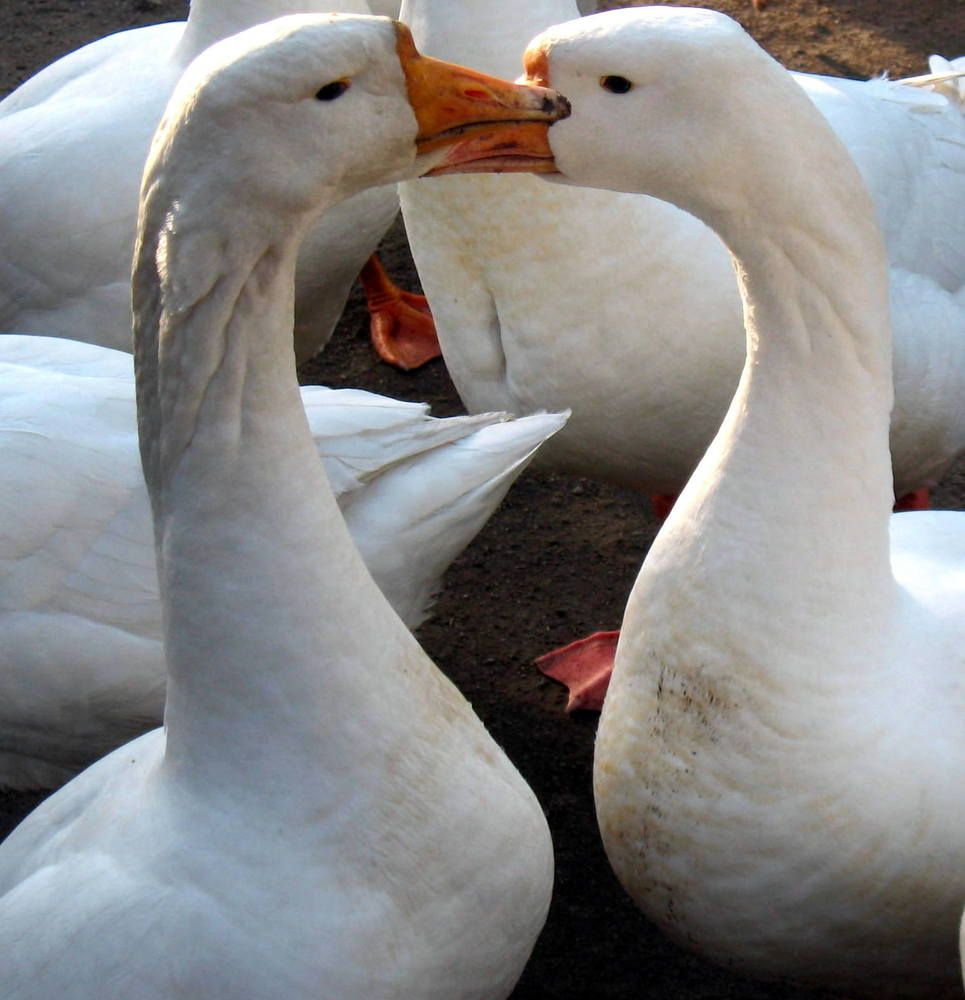 Фотография автора Нина Калинина