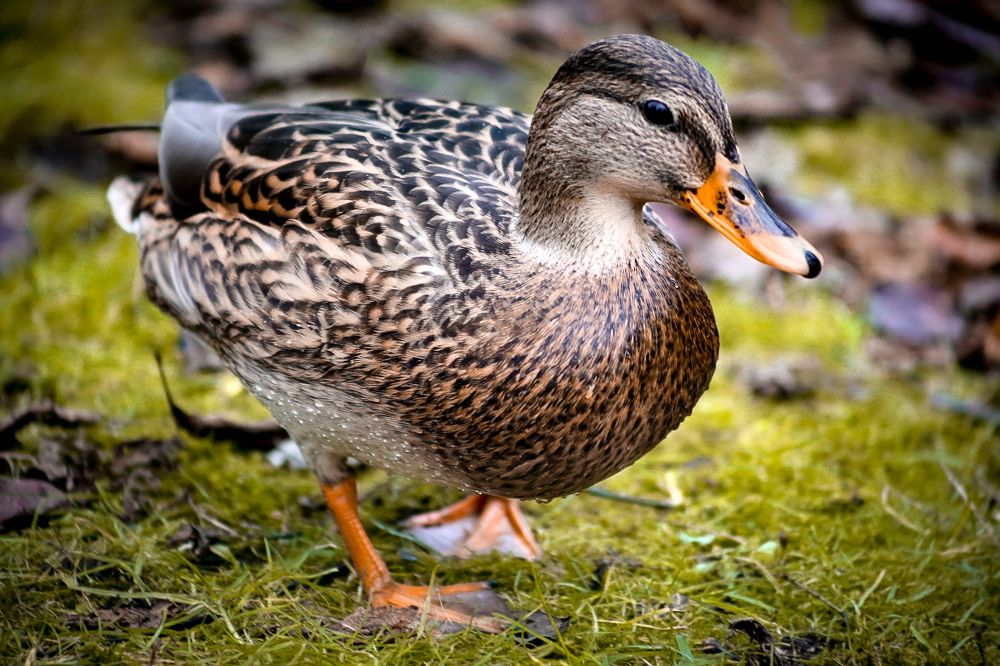 Photograph by Болдырева Елена Сергеевна