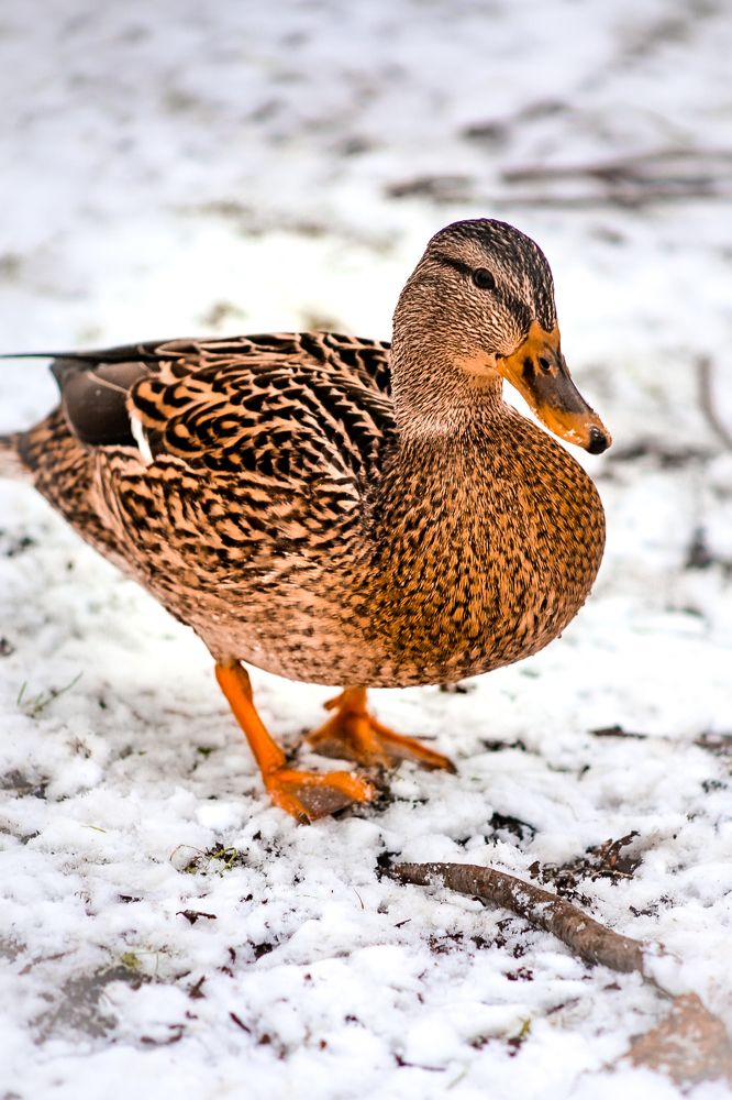 Photograph by Болдырева Елена Сергеевна