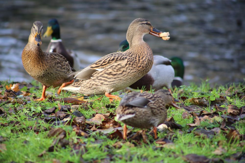 Photograph by Болдырева Елена Сергеевна