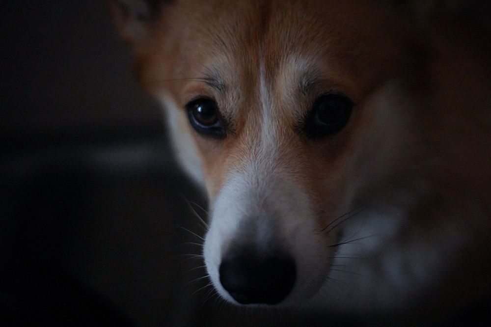 Фотография автора Elena Budanova