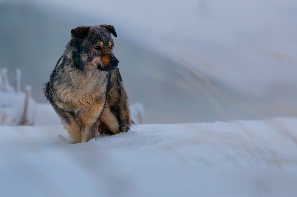 Photograph by Марат Кучкаев