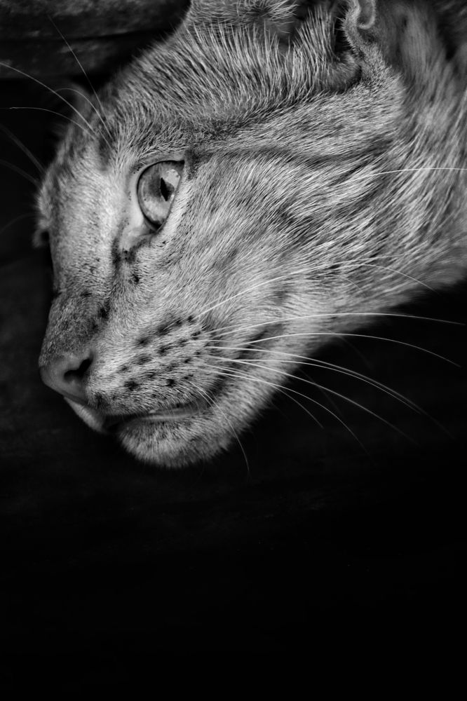 Photograph by Aman yadav