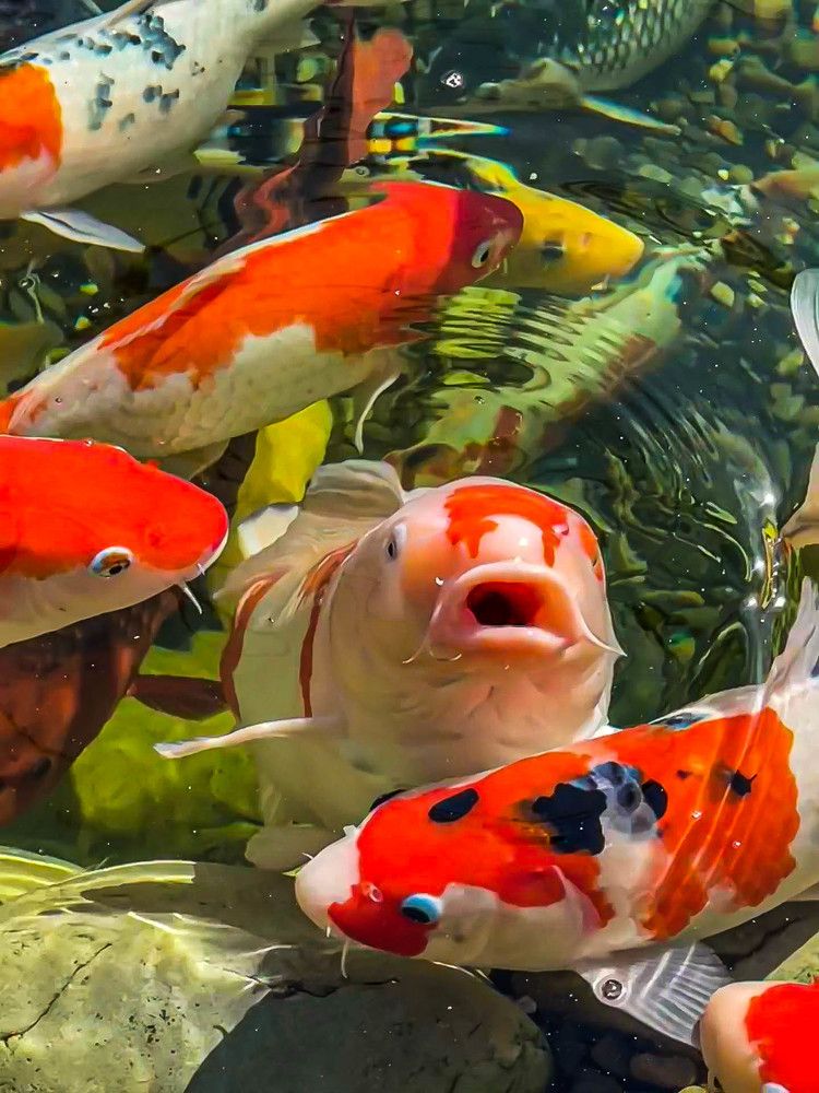 Photograph by Фаина Зеленая