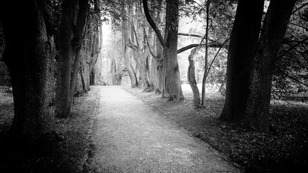 Сказочный лес