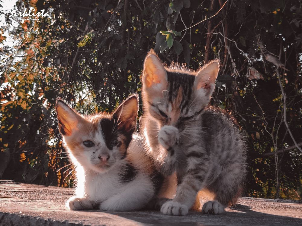 Фотография автора DAVIDJHON Gusi