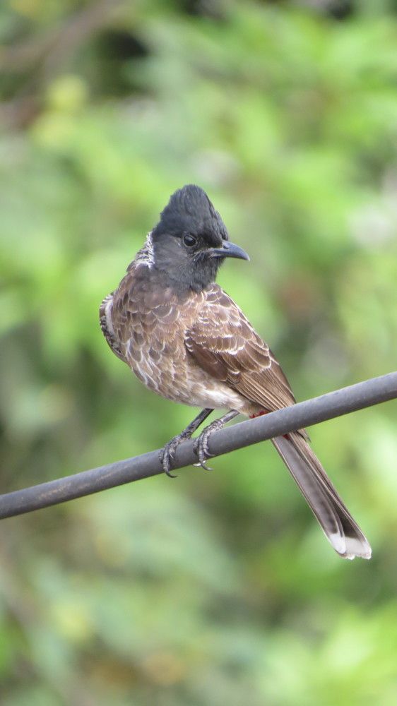 Photograph by HEMANT TUKARAM PATIL