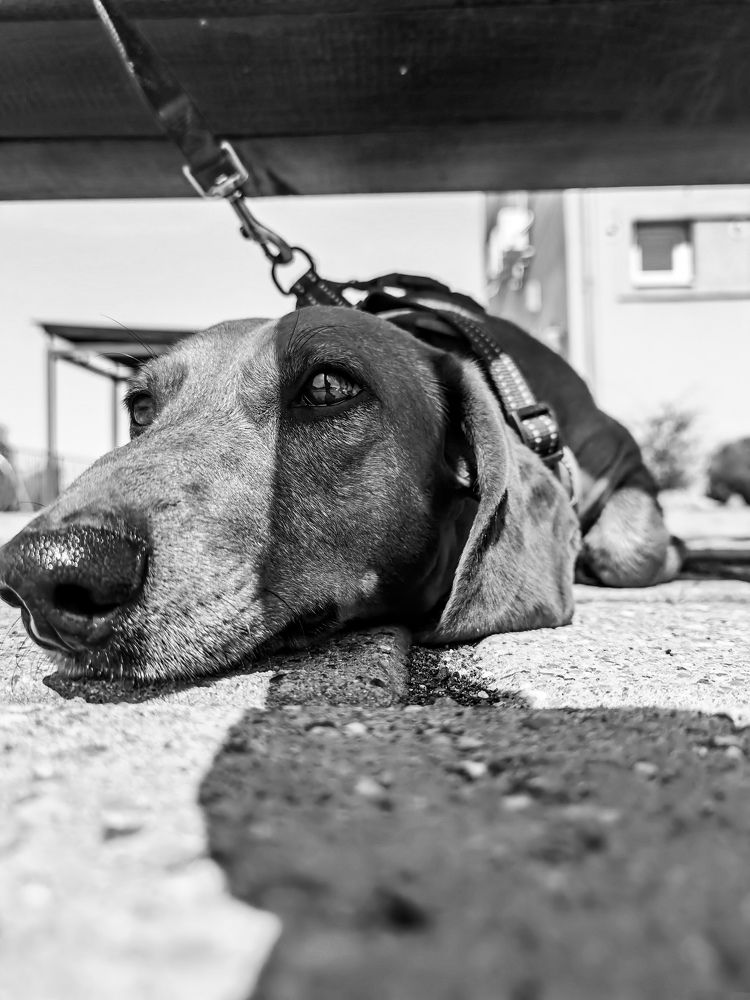 Photograph by Bojana Vein