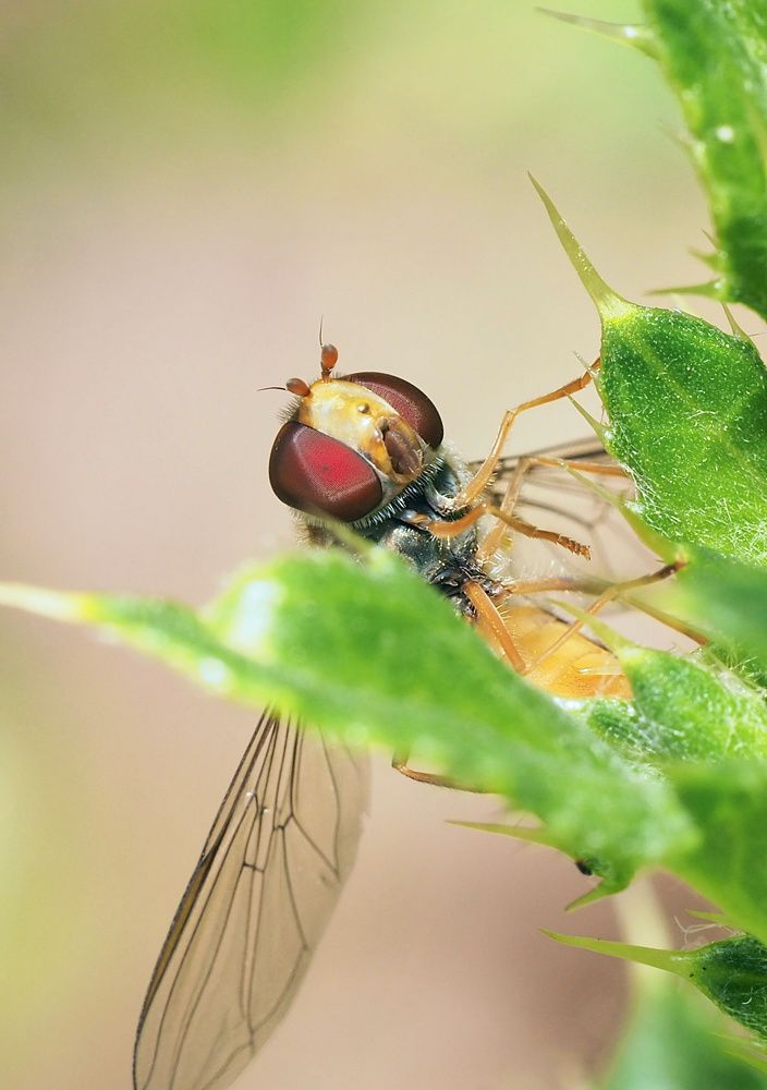 Photograph by Ирина Протченко