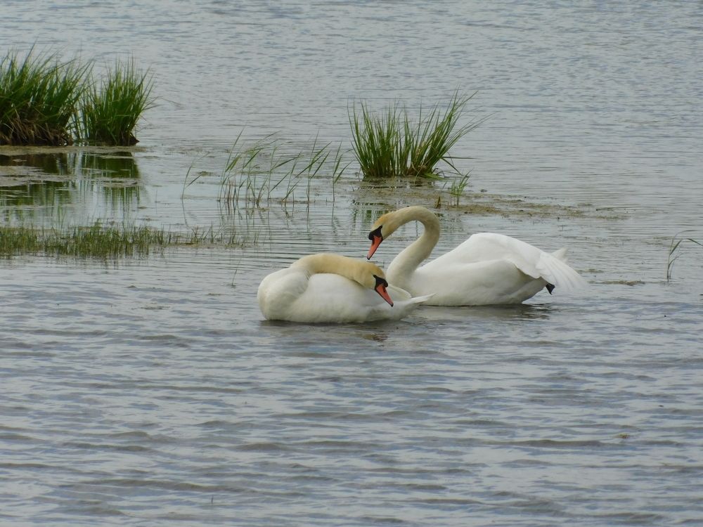 Photograph by Чкареули Светлана