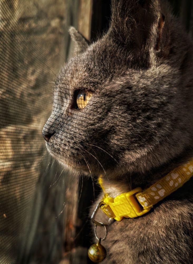 Photograph by Bojana Vein