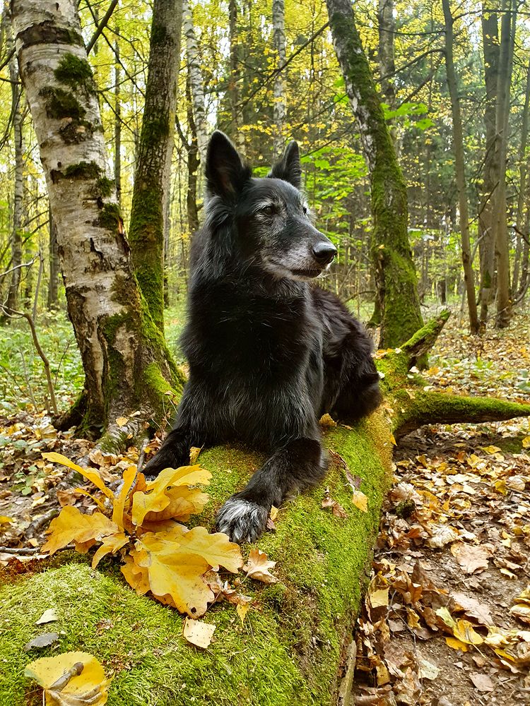 Фотография автора Надежда Лисицына