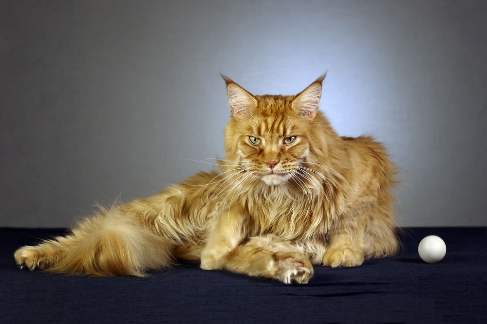 Не пытайся... .  Don't try... .