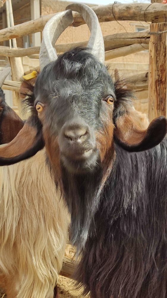 حیوانات خانگی