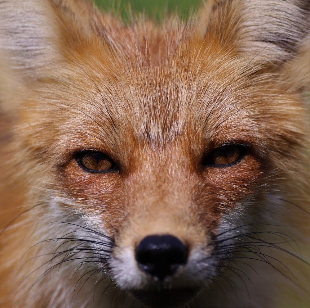 Photograph by Dan Cantlon