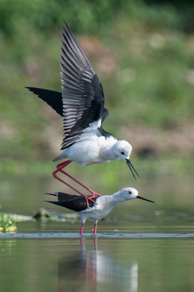 Photograph by Suman Paul