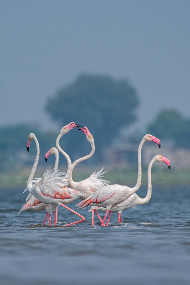 Photograph by Suman Paul