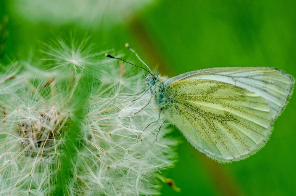 Photograph by Александр Леонов