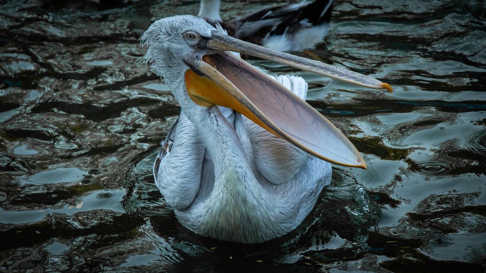 Photograph by Mostafa Mortazavi