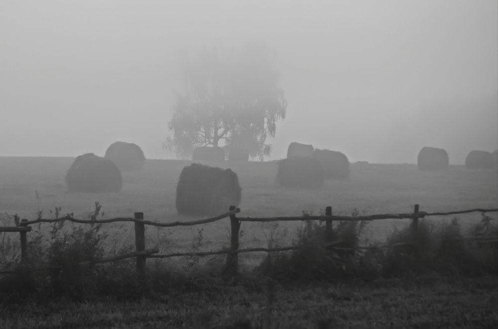 Morning, fog on the field