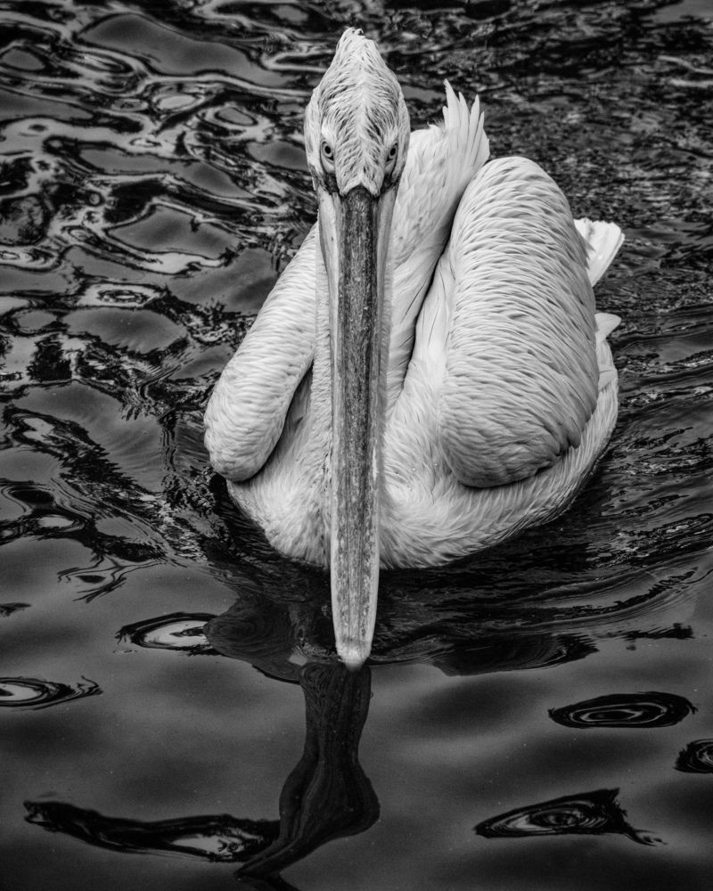 Photograph by Mostafa Mortazavi