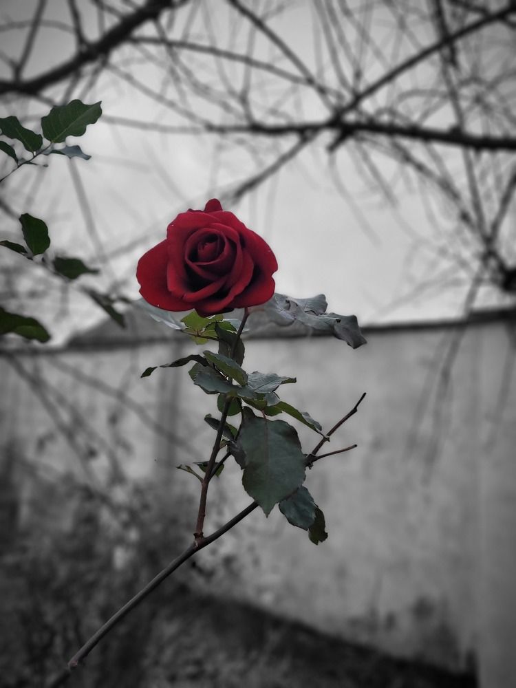 Photograph by Rahele Almassi