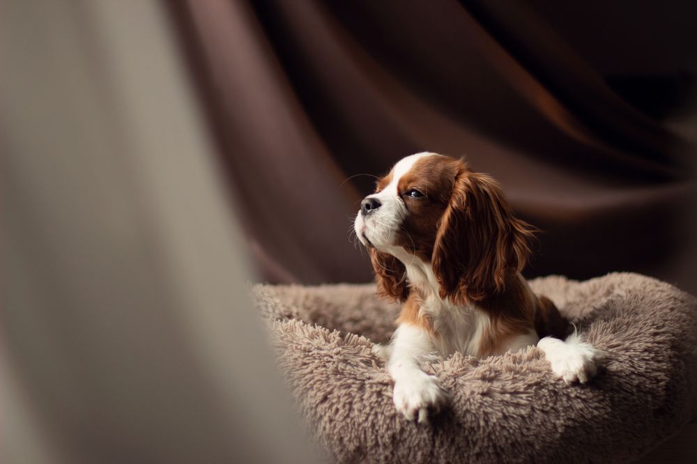 Photograph by Анастасия Чугина