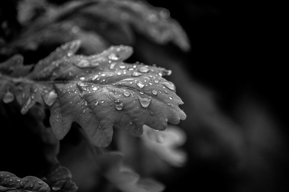 Photograph by Дима Захаров