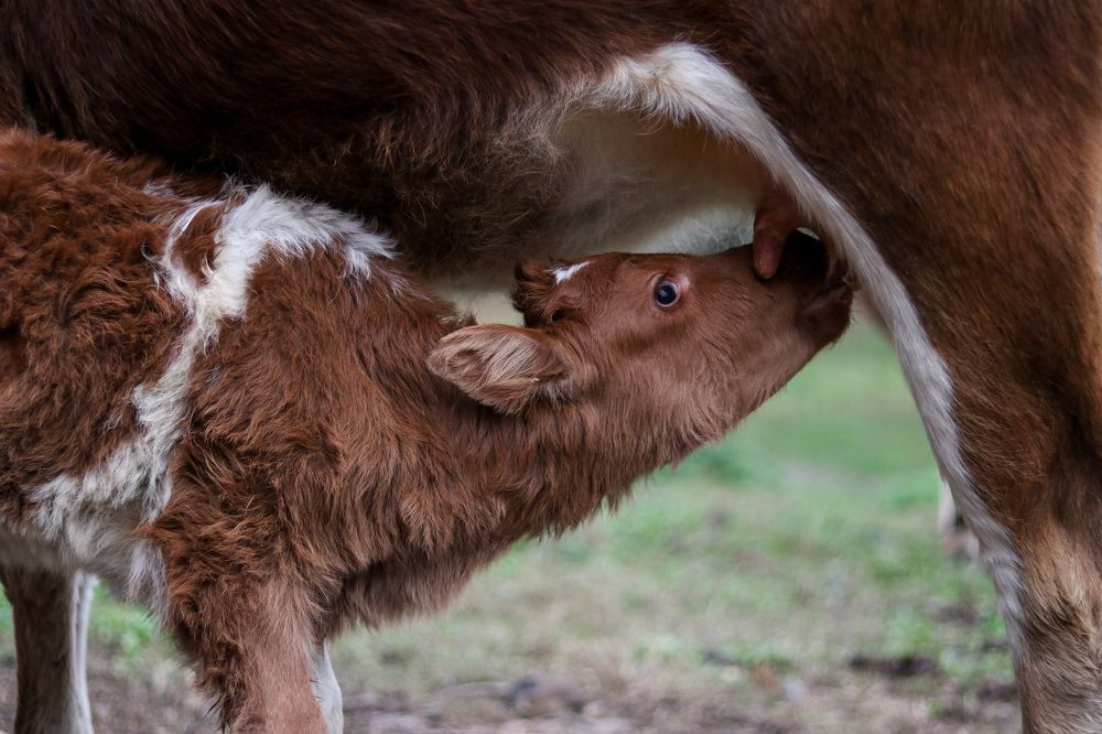 Photograph by Mostafa Mortazavi