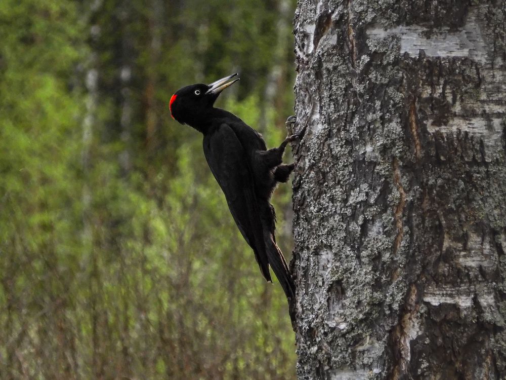 Photograph by Игорь Смирнов