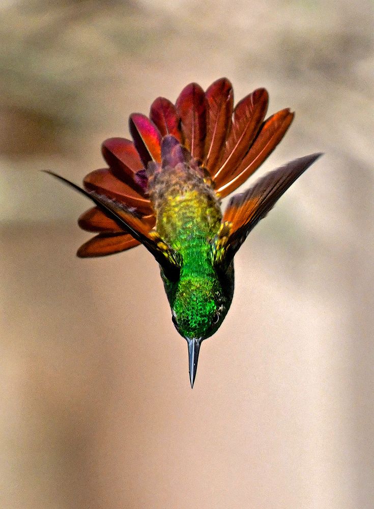 Photograph by Ricardo Ubico