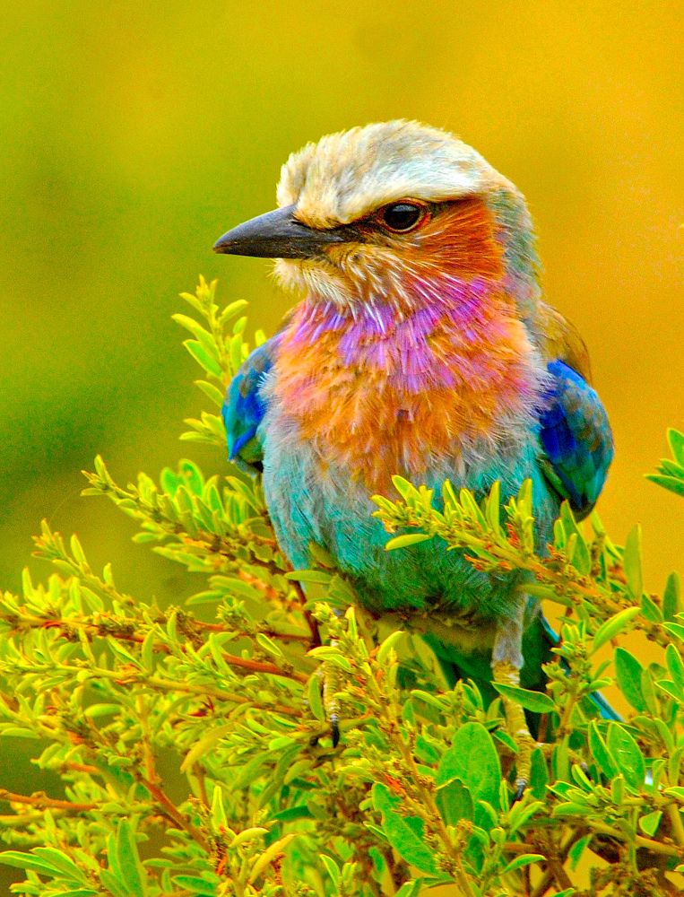 Photograph by Ricardo Ubico