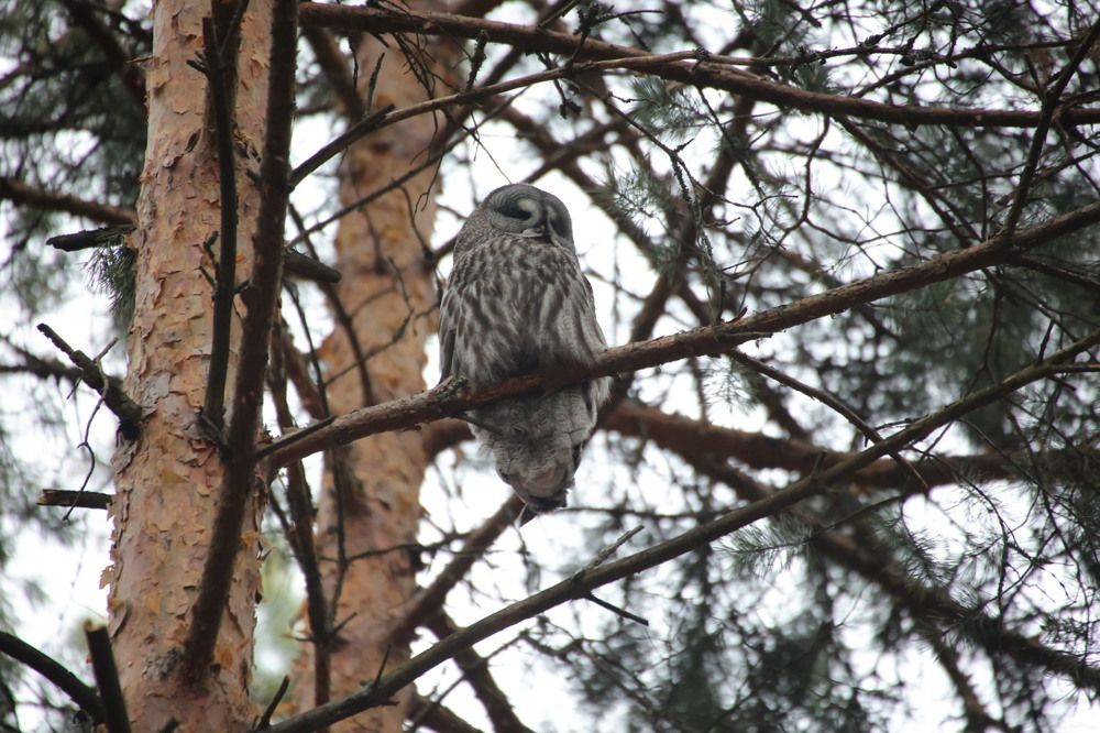 Photograph by Ольга Одаренко