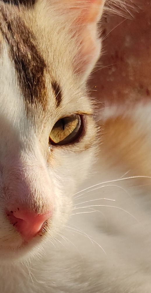 Фотография автора Kalyan Bhowmick