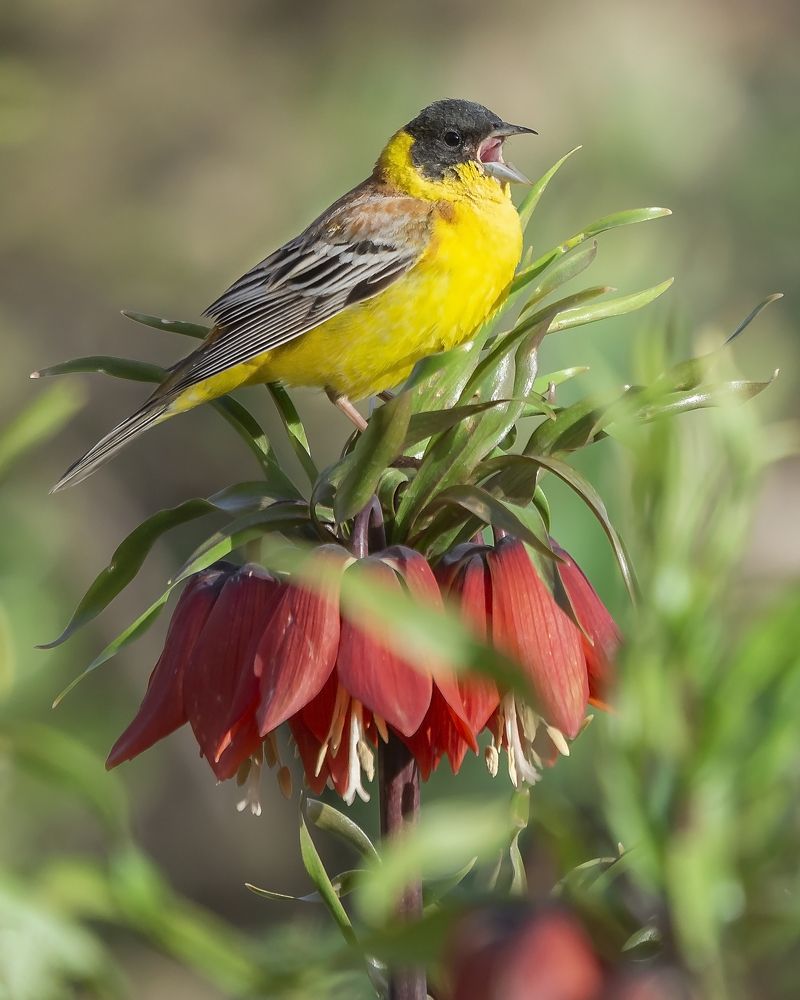 Фотография автора majid arab