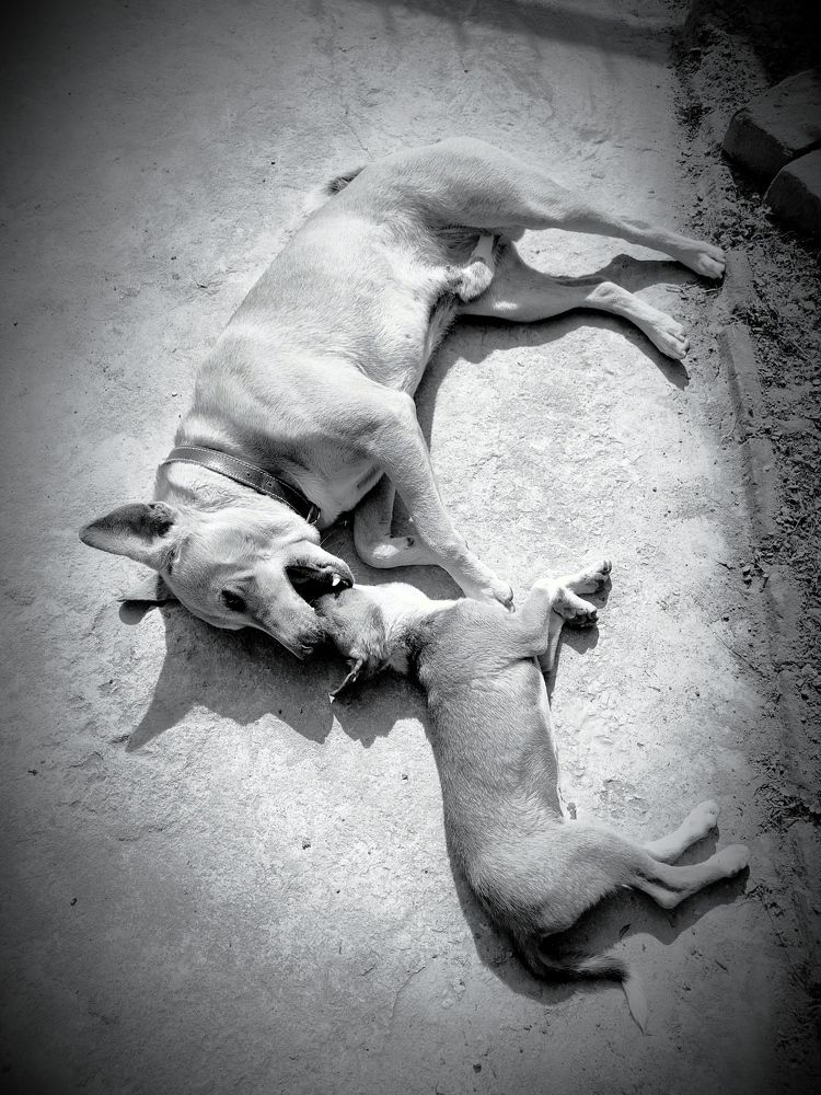 Фотография автора Kalyan Bhowmick