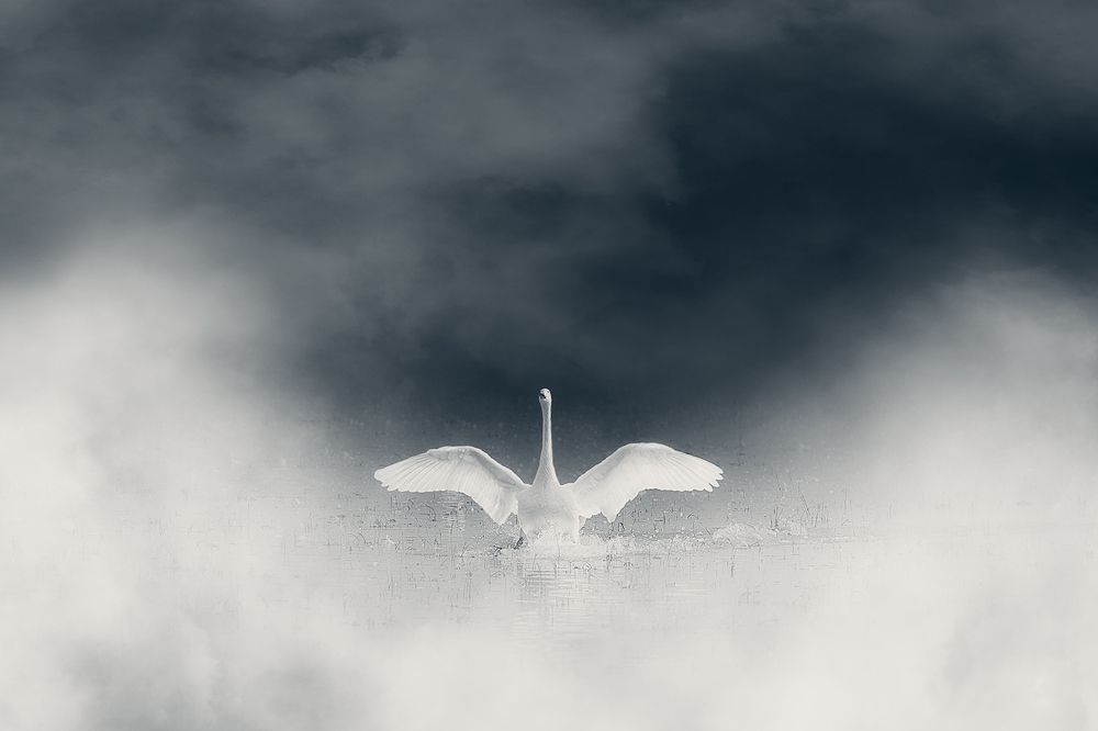 Фотография автора Shahram Hafezi