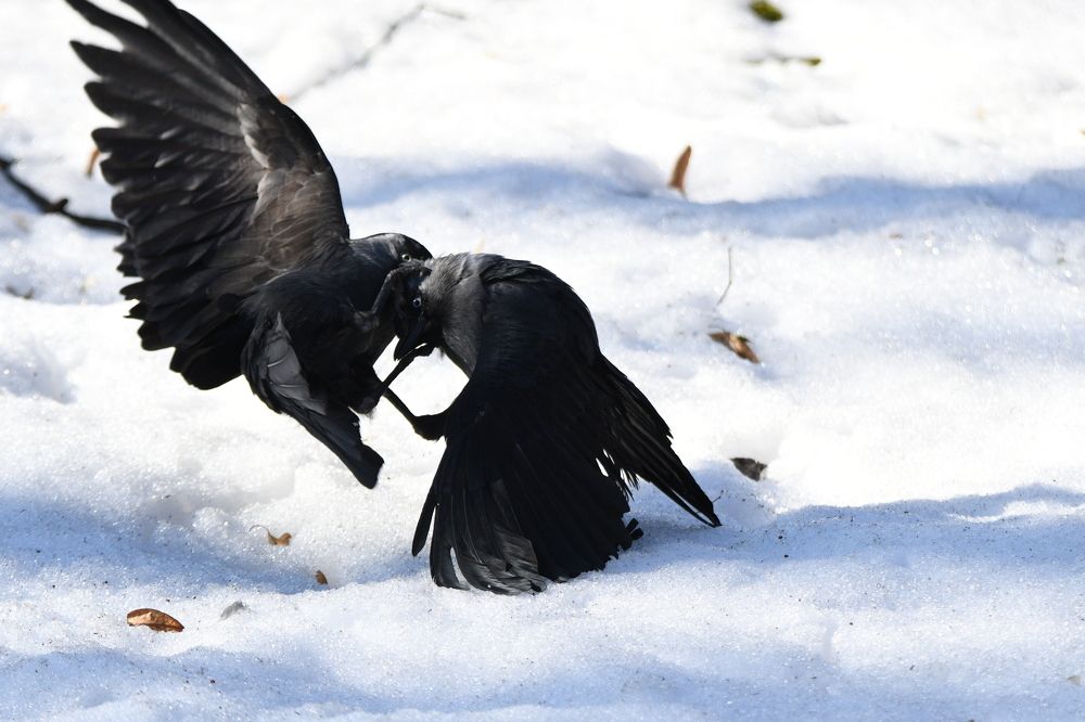 Photograph by Виталий Попов