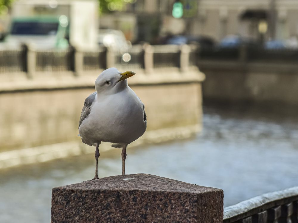 Photograph by Шутов Владимир