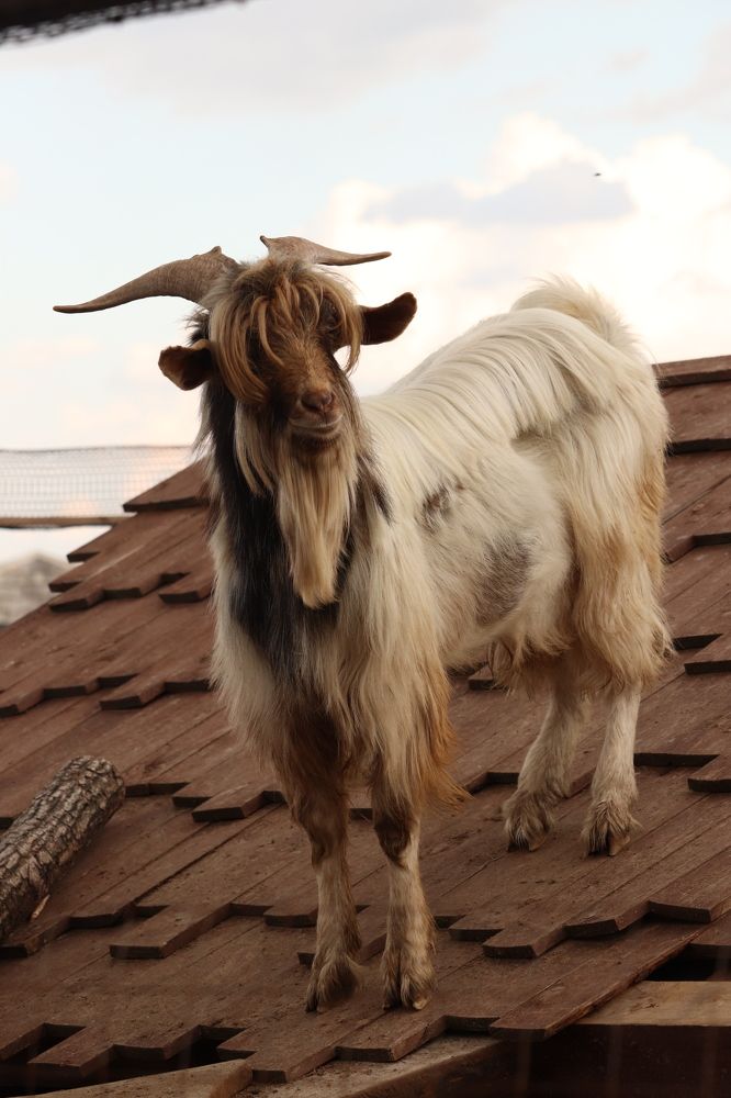 Козел по имени