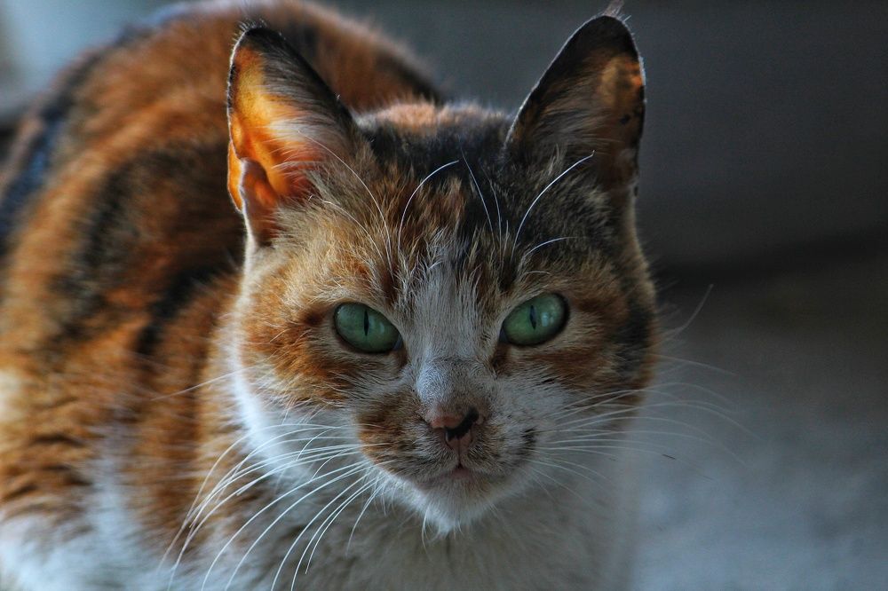 Photograph by Anand Targain