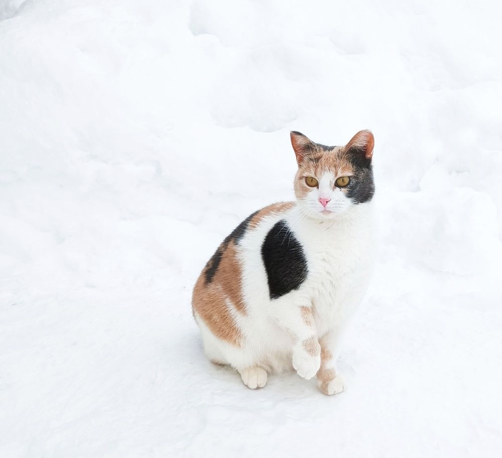 Кошка на снегу.