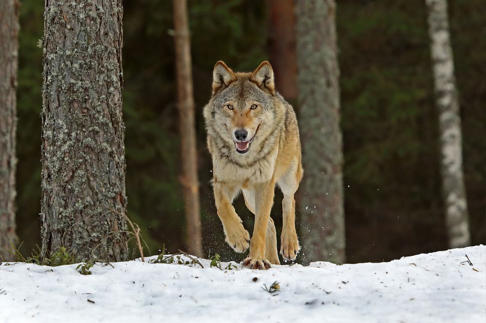 Фотография автора Александр Гусар