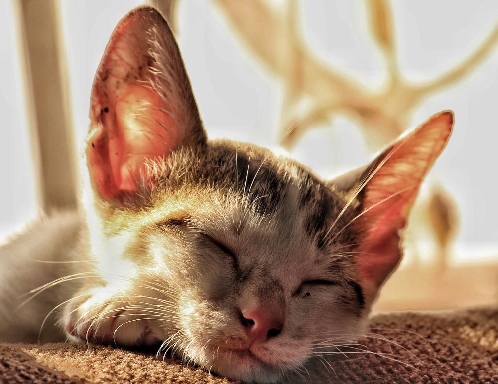 Photograph by Anand Targain